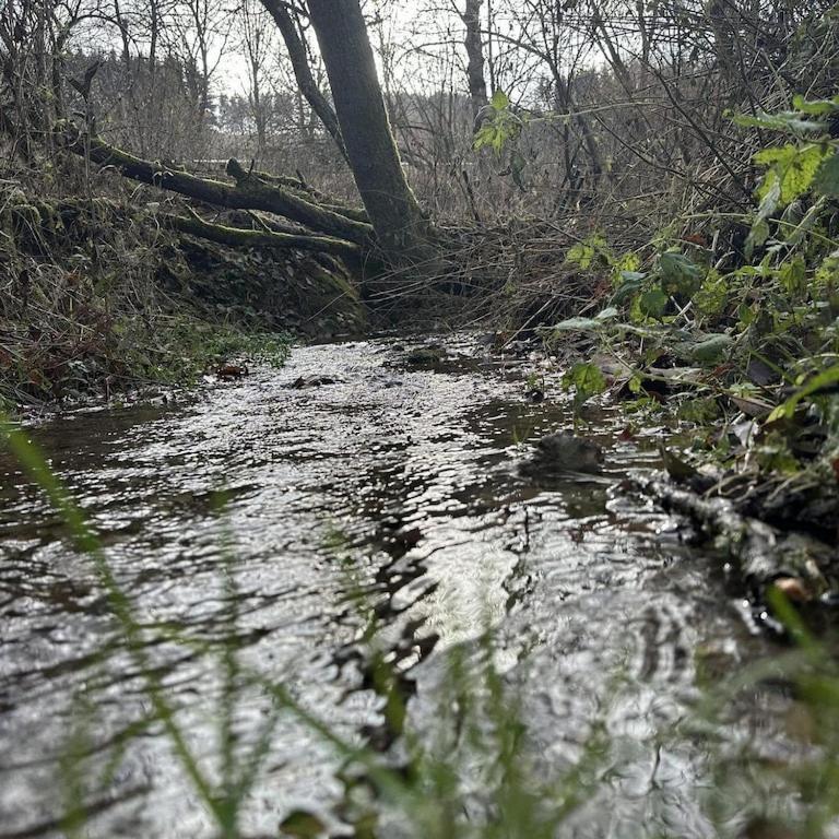 Stammecke